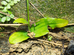 Peristylus