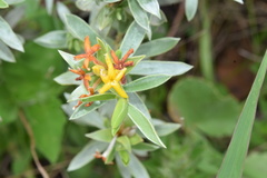 Lasiosiphon splendens