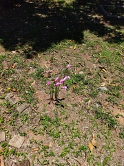 Zephyranthes brachyandra
