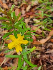 Hibbertia marginata