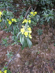 Piptanthus nepalensis