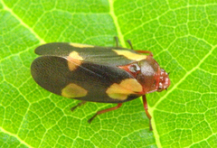 Sphenorhina limbata