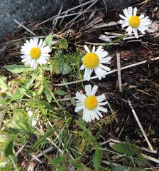 Tripleurospermum subpolare