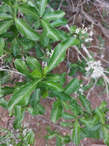 Image of Pavetta catophylla by (c) Manuel R Popp, some rights reserved (CC BY)