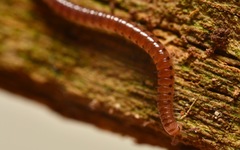 Proteroiulus fuscus