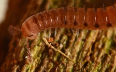 Proteroiulus fuscus