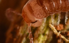 Proteroiulus fuscus
