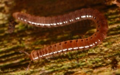 Proteroiulus fuscus