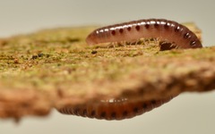 Proteroiulus fuscus