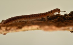 Proteroiulus fuscus