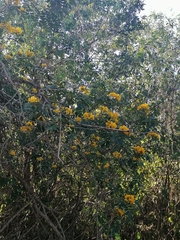 Senna racemosa