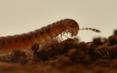 Proteroiulus fuscus