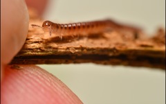 Proteroiulus fuscus