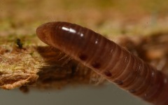 Proteroiulus fuscus