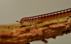 Proteroiulus fuscus