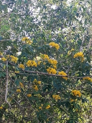 Senna racemosa