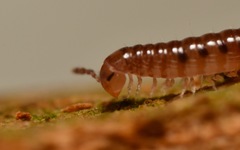 Proteroiulus fuscus