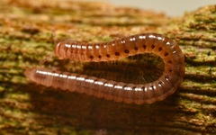 Proteroiulus fuscus