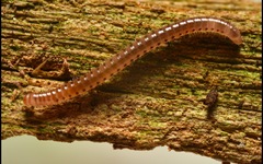 Proteroiulus fuscus