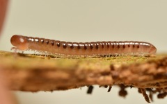 Proteroiulus fuscus