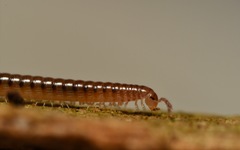 Proteroiulus fuscus