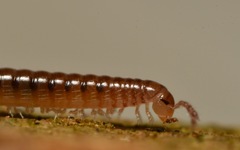 Proteroiulus fuscus