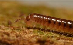Proteroiulus fuscus