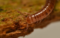 Proteroiulus fuscus