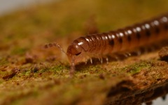 Proteroiulus fuscus