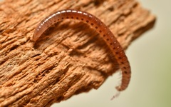 Proteroiulus fuscus