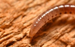 Proteroiulus fuscus