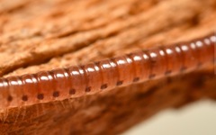 Proteroiulus fuscus