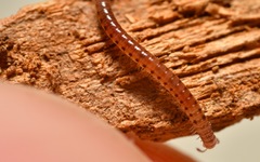Proteroiulus fuscus