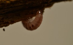Proteroiulus fuscus