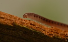 Proteroiulus fuscus