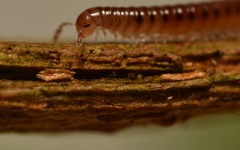 Proteroiulus fuscus