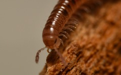 Proteroiulus fuscus