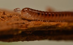Proteroiulus fuscus