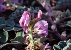 Astragalus cobrensis