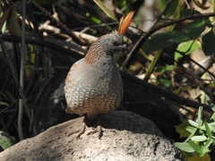 Callipepla douglasii