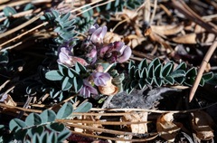 Astragalus cobrensis