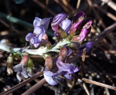 Astragalus cobrensis