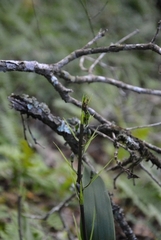 Prosthechea varicosa