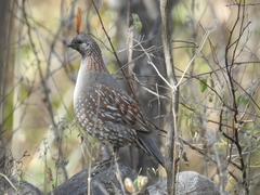 Callipepla douglasii