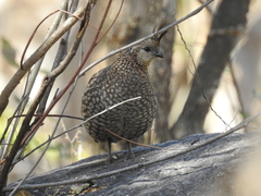 Callipepla douglasii