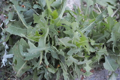Lactuca serriola