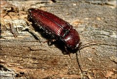 Hapatesus hirtus
