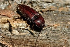 Hapatesus hirtus