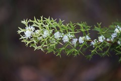 Grevillea trifida