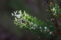 Grevillea trifida